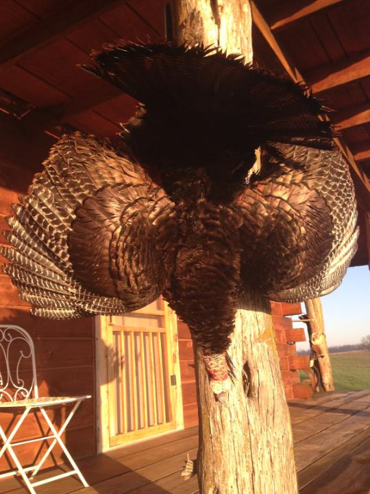 Turkey hanging from the cabin